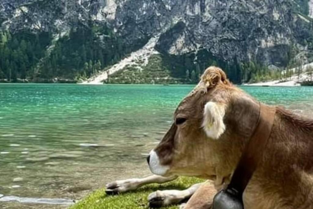 Relax Al Di Braies Braies (Prags)